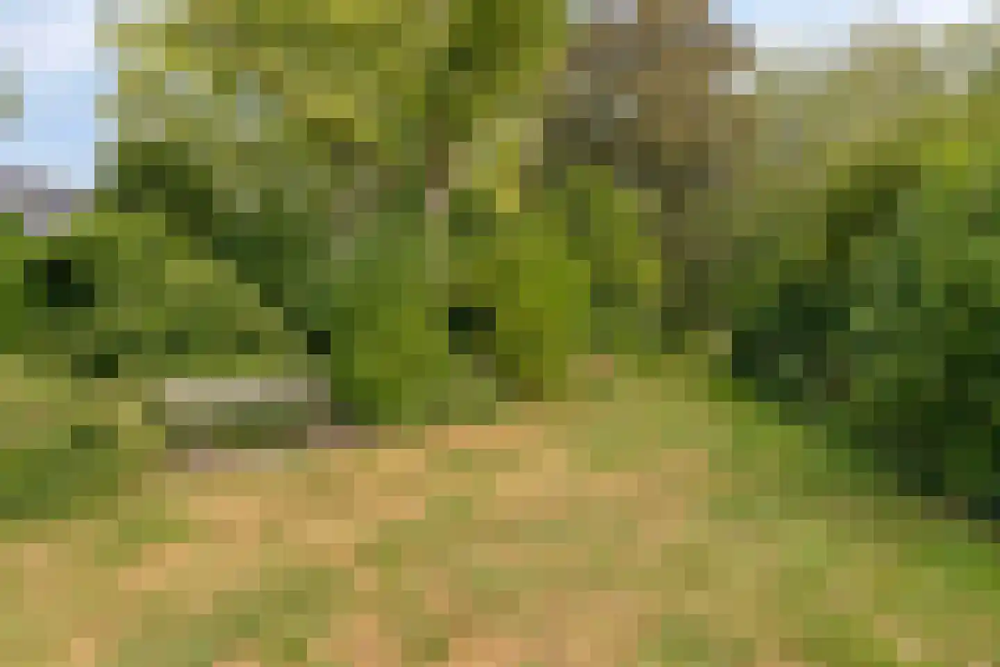 Zwanebloem 7 Castricum thumbnail 36