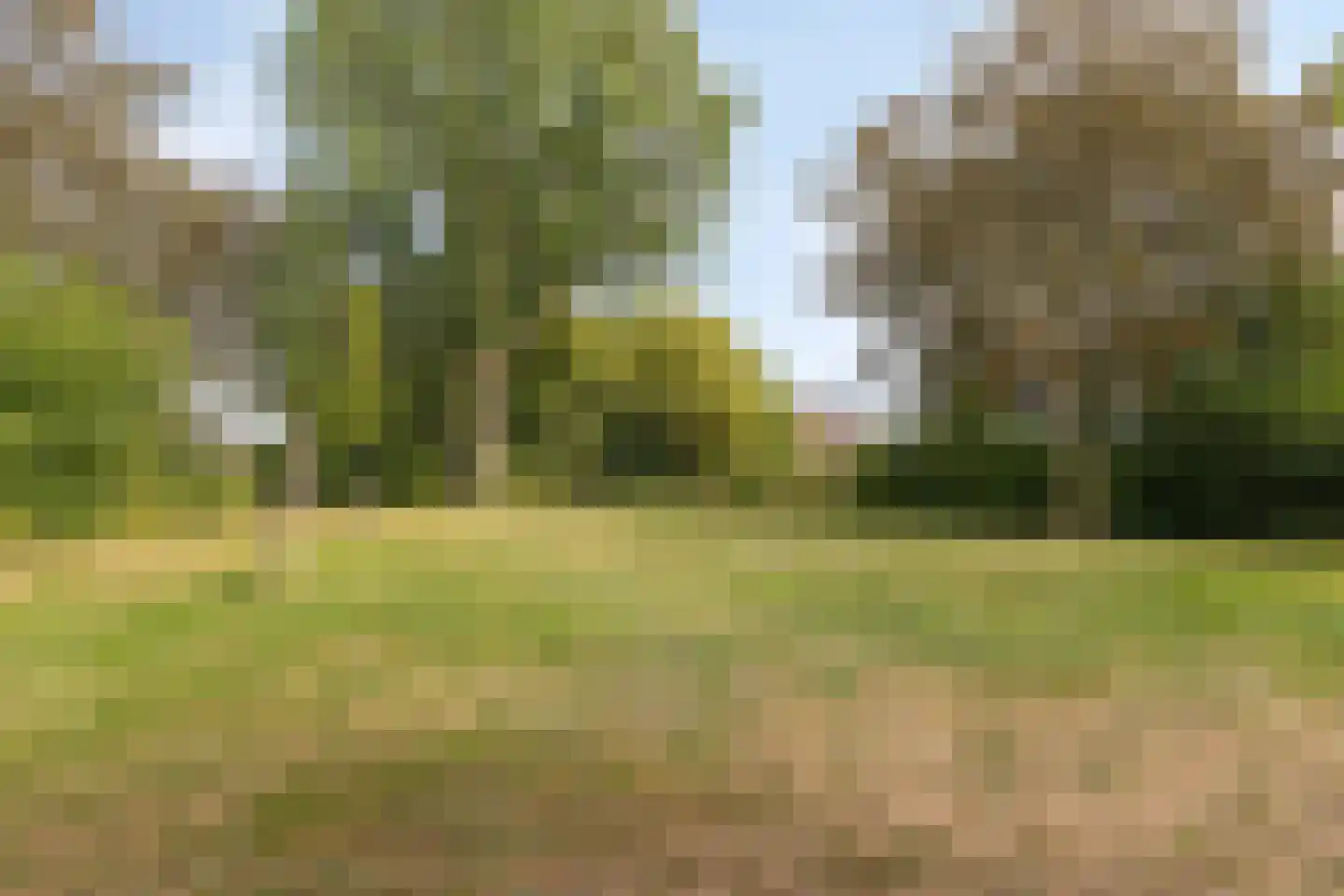 Zwanebloem 7 Castricum thumbnail 37