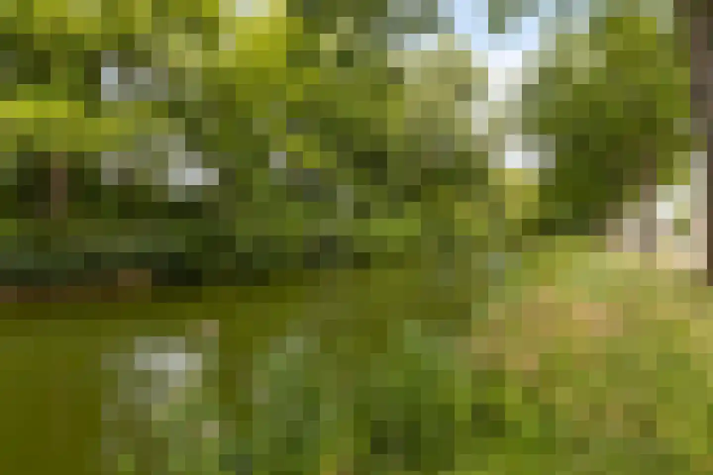 Zwanebloem 7 Castricum thumbnail 39