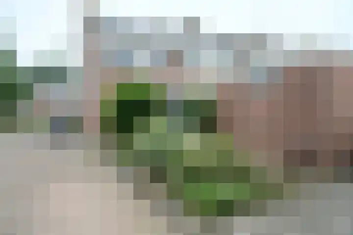 Zwanebloem 7 Culemborg thumbnail 17