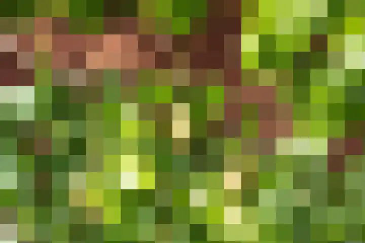 Zwanebloem 7 De Meern thumbnail 15