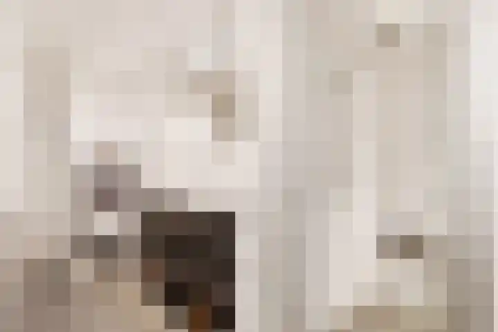 Zwanebloem 7 Maartensdijk thumbnail 23