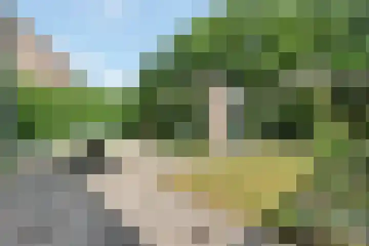 Zwanebloem 7 Maartensdijk thumbnail 32
