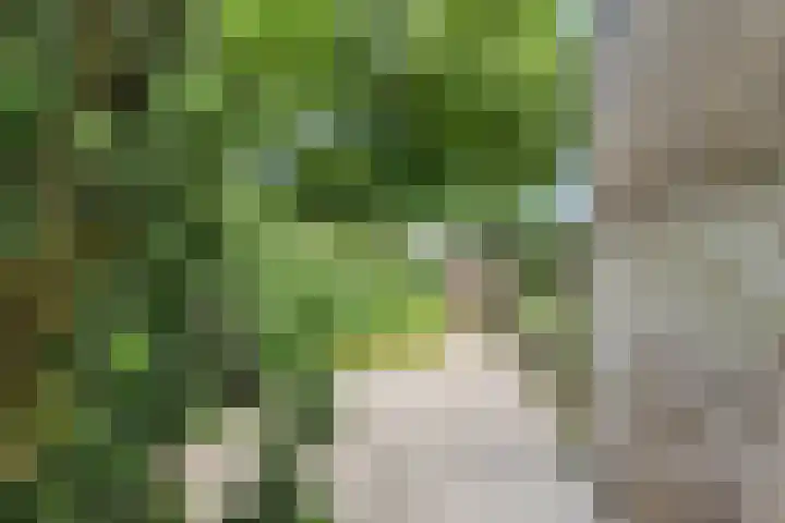 Zwanebloem 7 Maartensdijk thumbnail 34