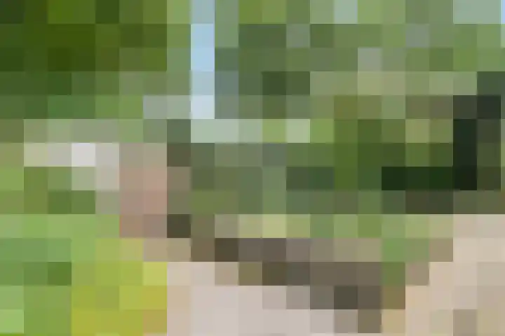 Zwanebloem 7 Maartensdijk thumbnail 35