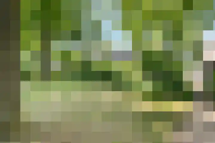 Zwanebloem 7 Maartensdijk thumbnail 37
