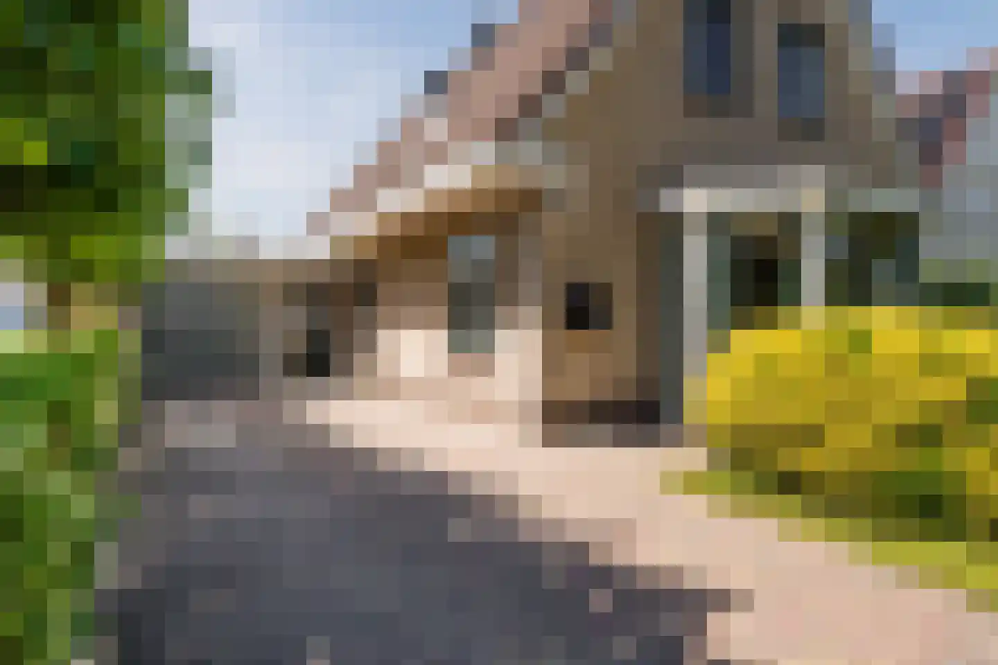 Zwanebloem 88 Oudkarspel thumbnail 40