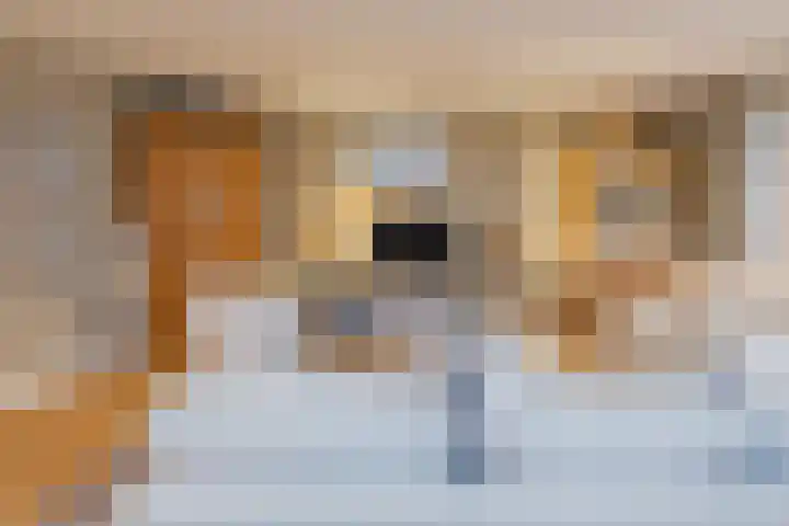 Zwanebloembocht 108 Velserbroek thumbnail 12