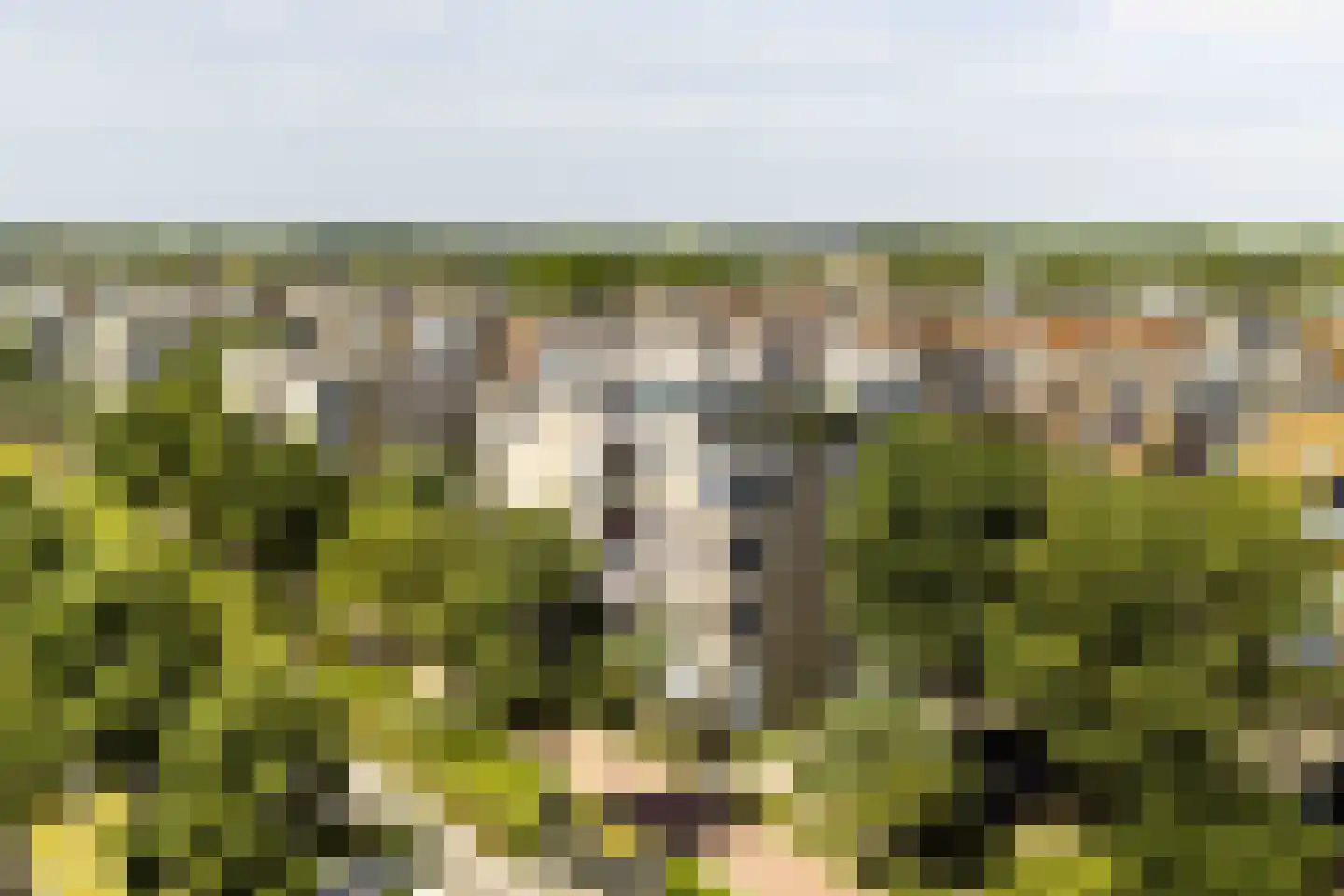 Zwanebloembocht 35 Velserbroek thumbnail 34