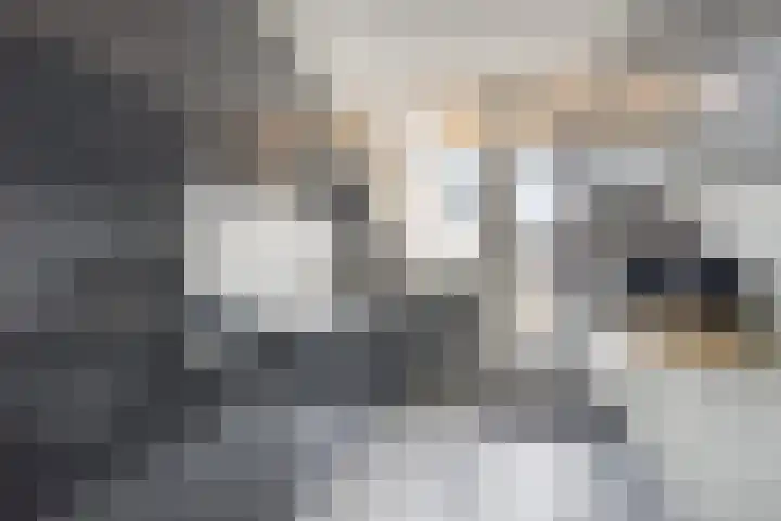 Zwanebloemkade 17 Zaandam thumbnail 5
