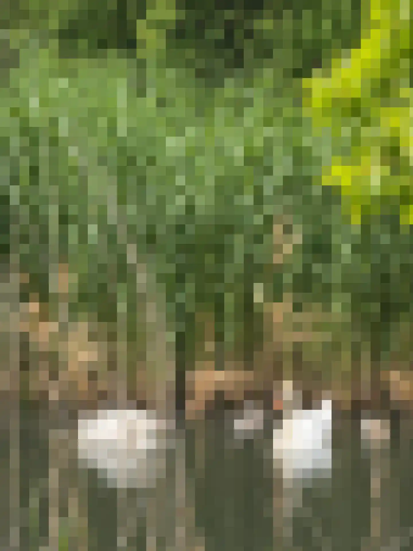 Zwanebloemlaan 87 Amsterdam thumbnail 8
