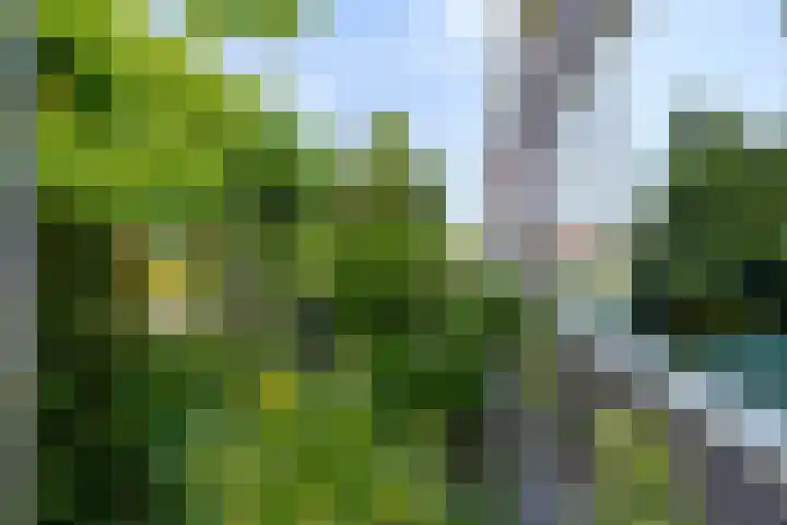 Zwanebloemstraat 17 Groningen thumbnail 39
