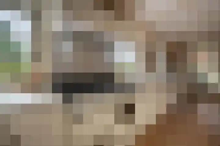 Zwanegatsedijk 10 Maasdam thumbnail 29