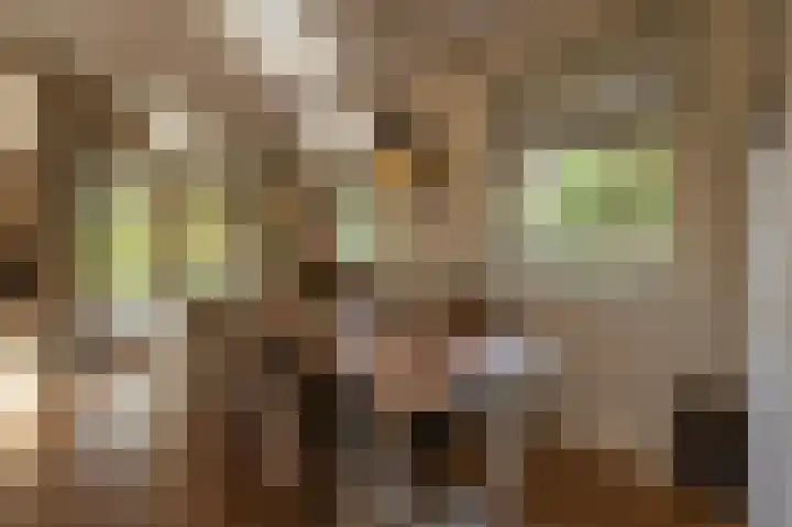 Zwanegatsedijk 10 Maasdam thumbnail 31