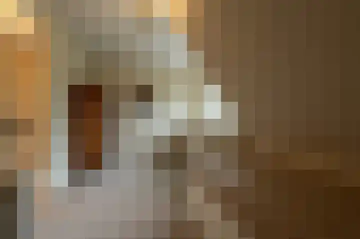 Zwanegatsedijk 10 Maasdam thumbnail 55