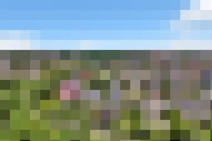 Zwanenbalg 1519 Julianadorp thumbnail 91