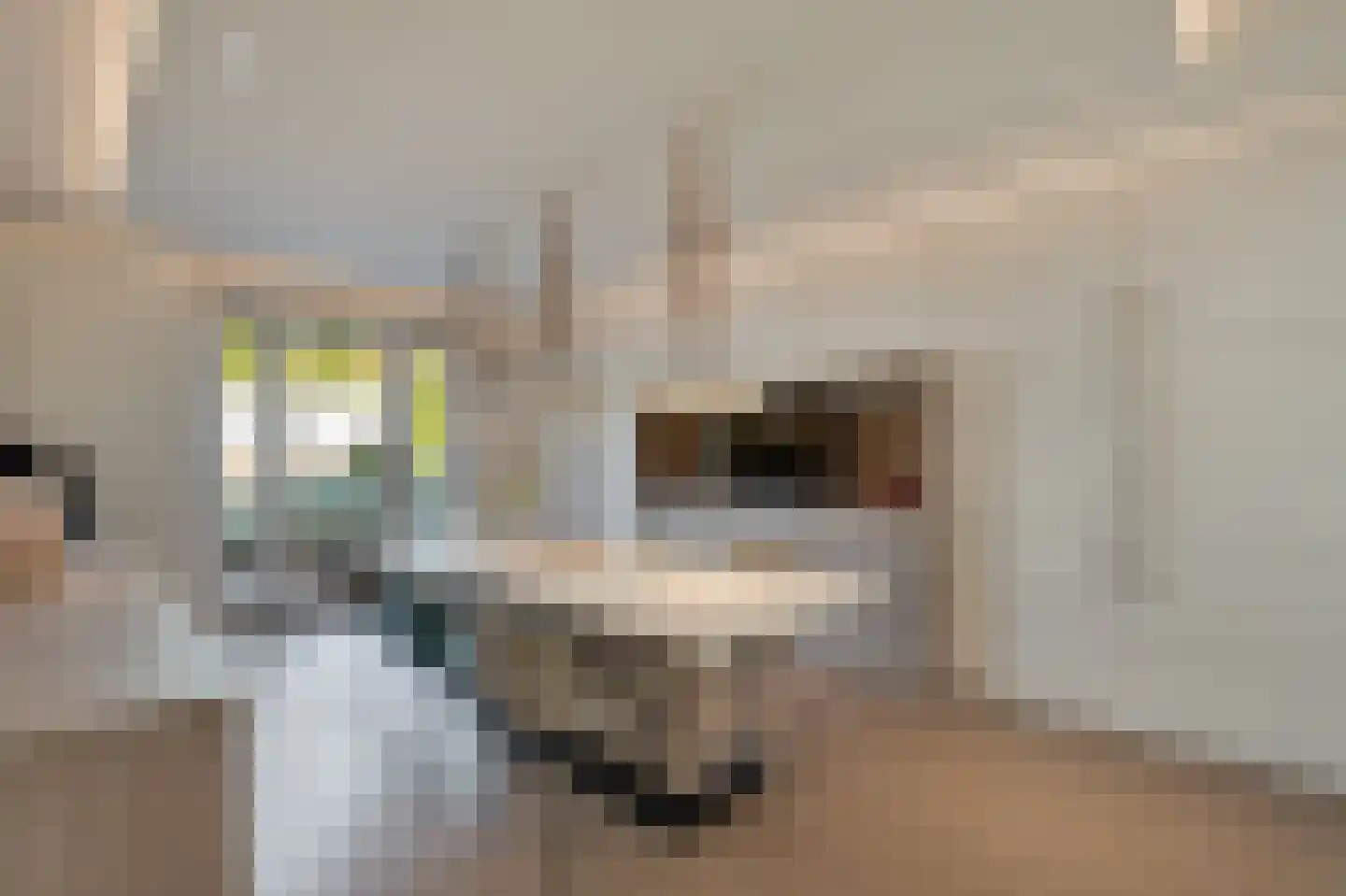 Zwanenbeemd 6 Helmond thumbnail 25