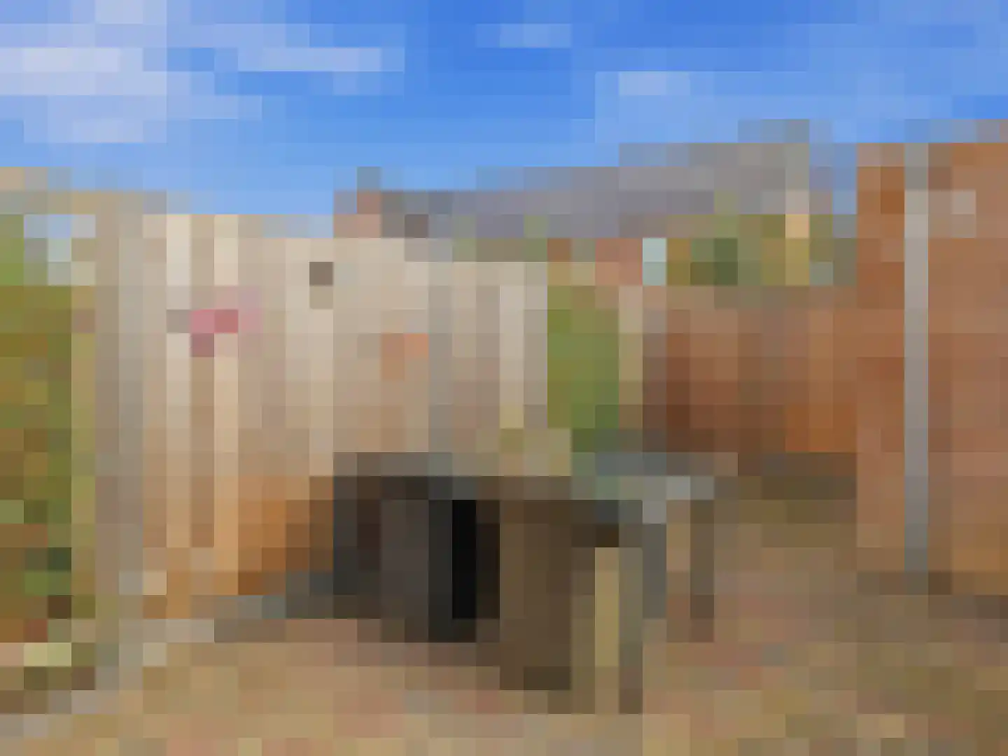 Zwanenbloem 10 Brummen thumbnail 25