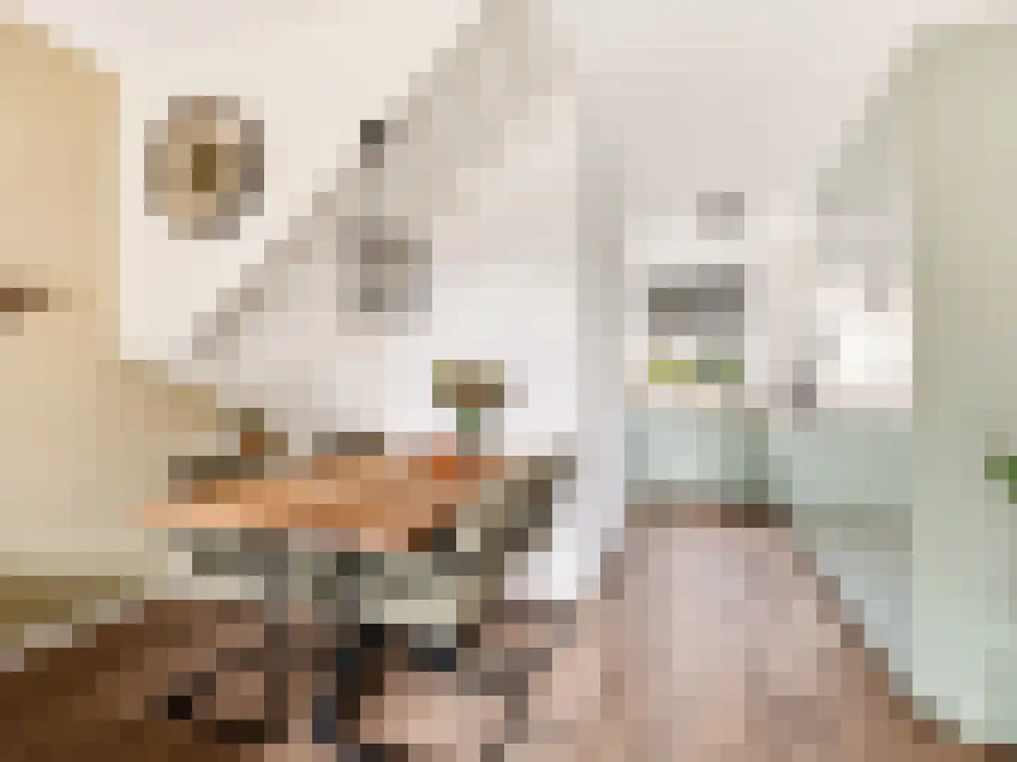 Zwanenbloem 10 Brummen thumbnail 8