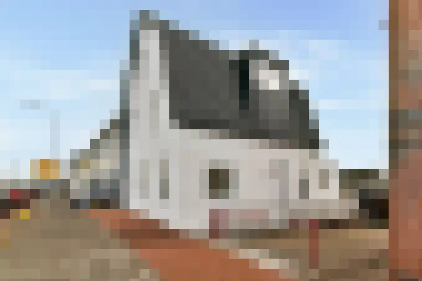 Zwanenburgerdijk 466 Zwanenburg thumbnail 44