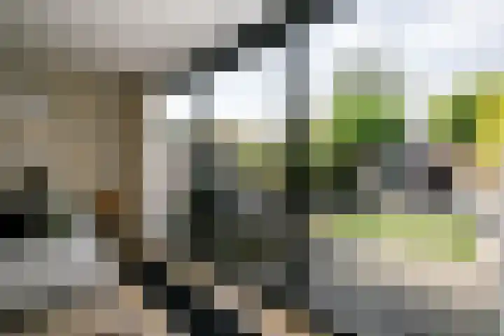 Zwanendaal 13 Nieuwerkerk aan den IJssel thumbnail 11