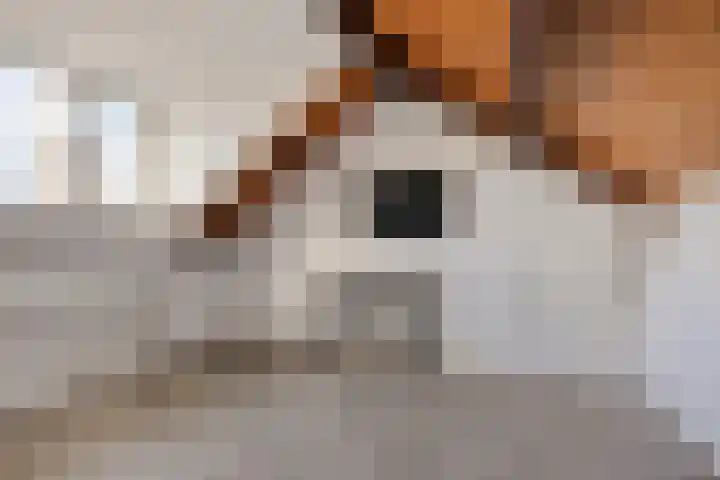 Zwanendreef 32 Aarle-Rixtel thumbnail 34