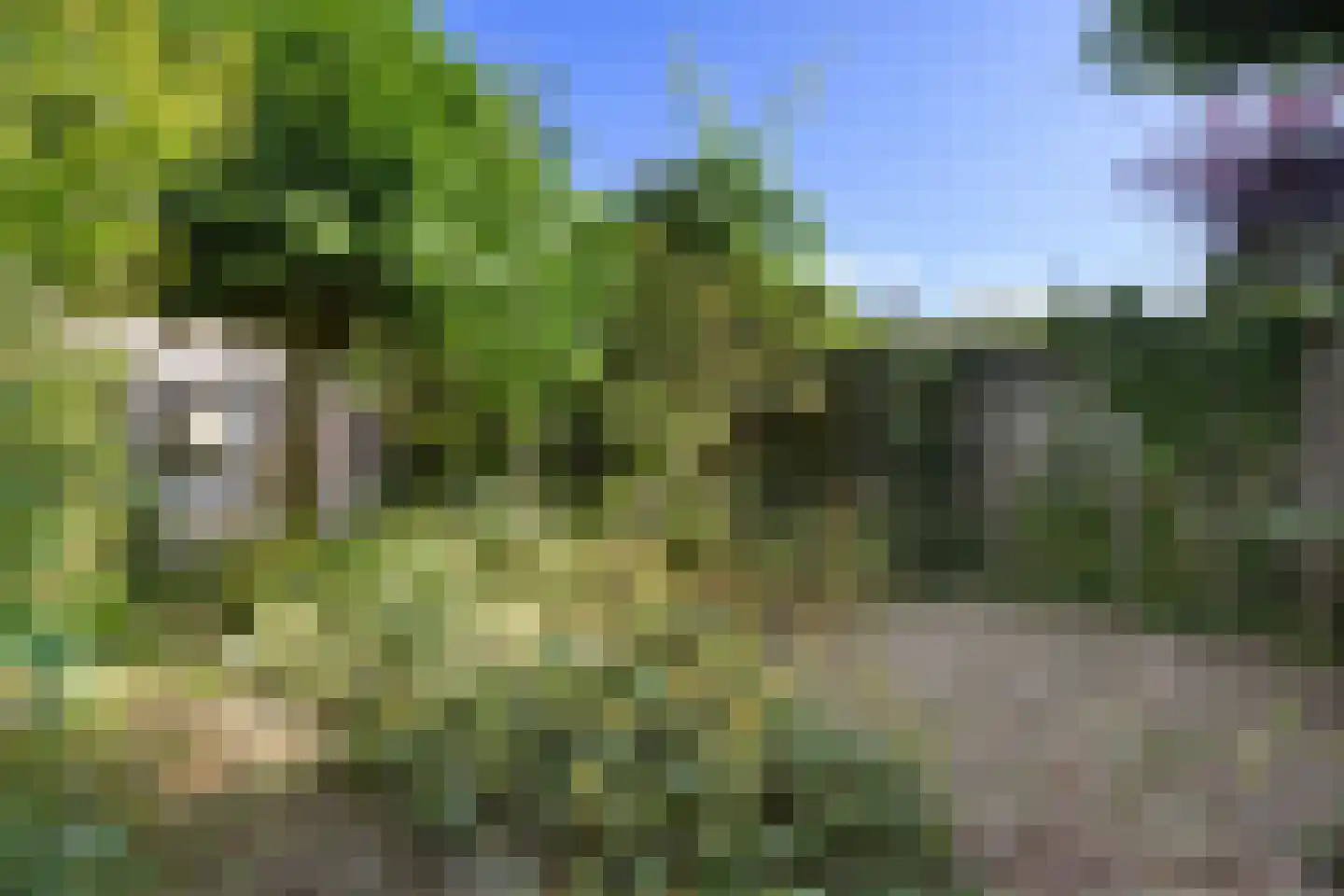 Zwanenhorst 94 Grave thumbnail 39
