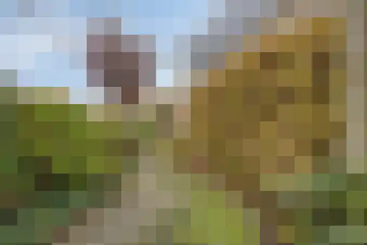 Zwanenkade 98 Krimpen aan den IJssel thumbnail 39