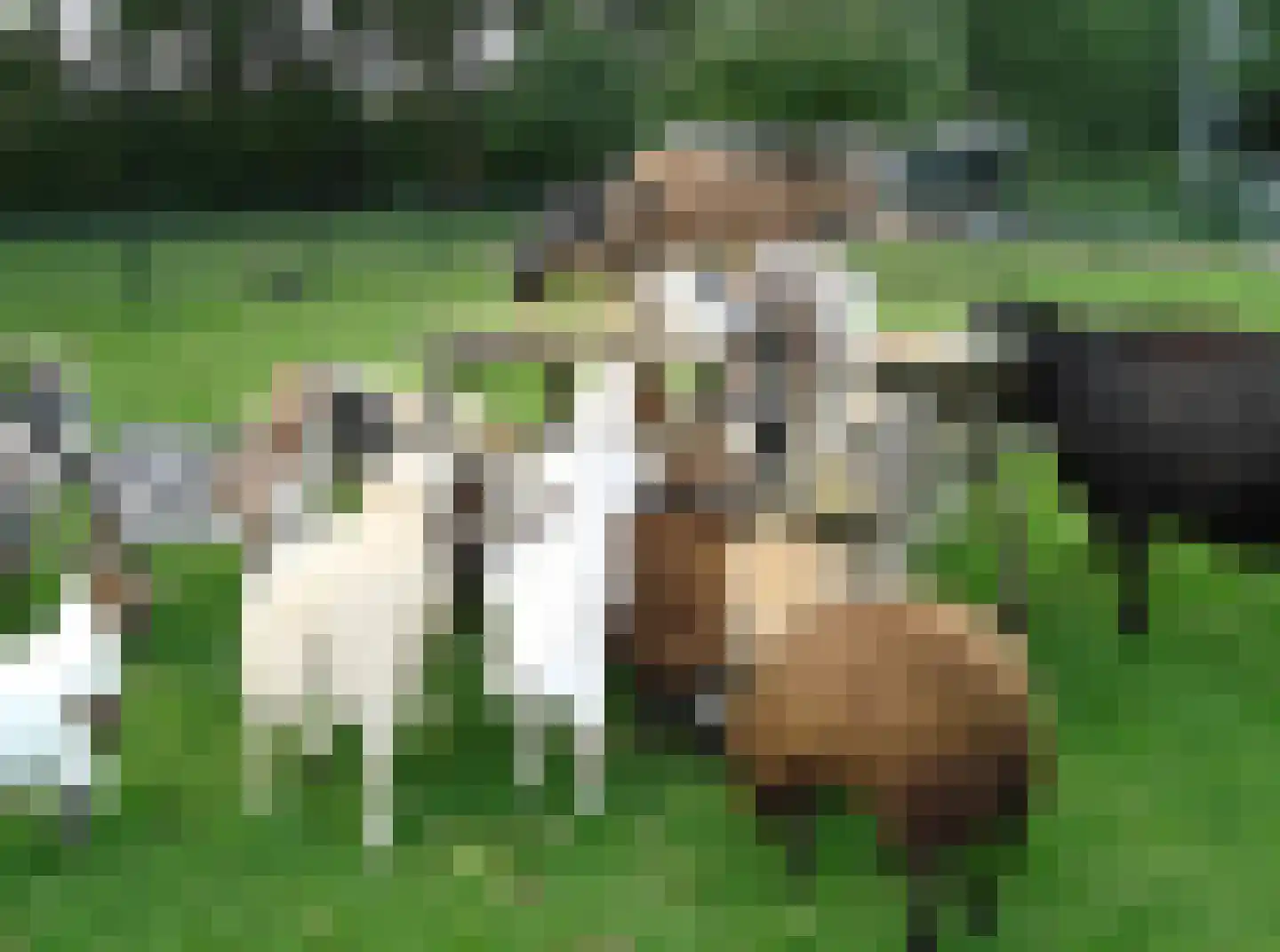 Zwanenkamp 1265 Maarssen thumbnail 28