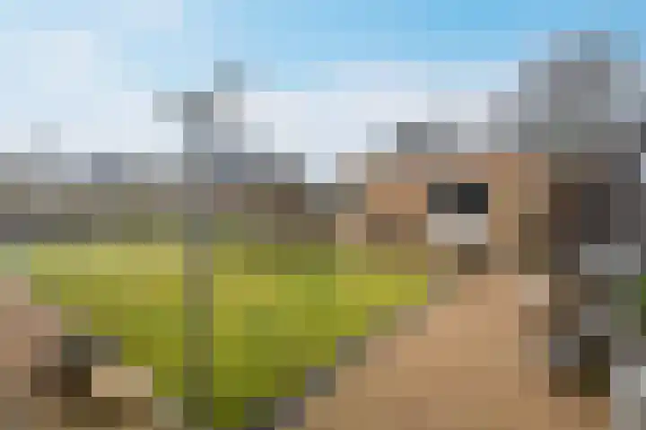 Zwanenpad 2 B Teuge thumbnail 31