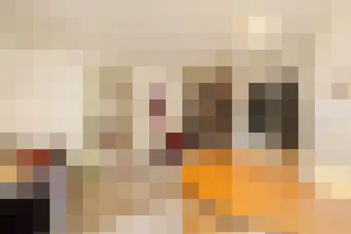 Zwanenplein 17 Amsterdam thumbnail 7