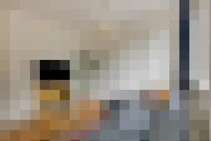 Zwanenplein 27 Amsterdam thumbnail 8