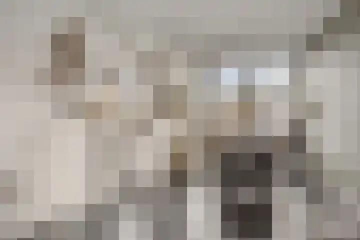 Zwanensingel 71 Wijchen thumbnail 8