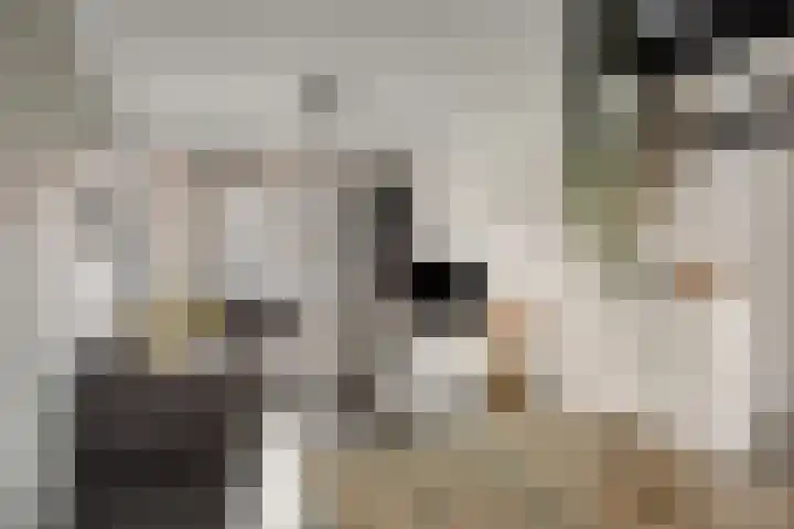 Zwanensingel 71 Wijchen thumbnail 9