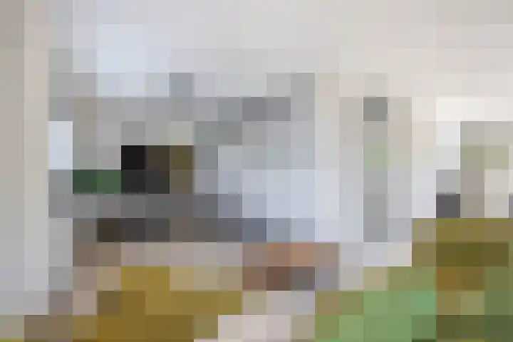 Zwanenstraat 73 Venlo thumbnail 4