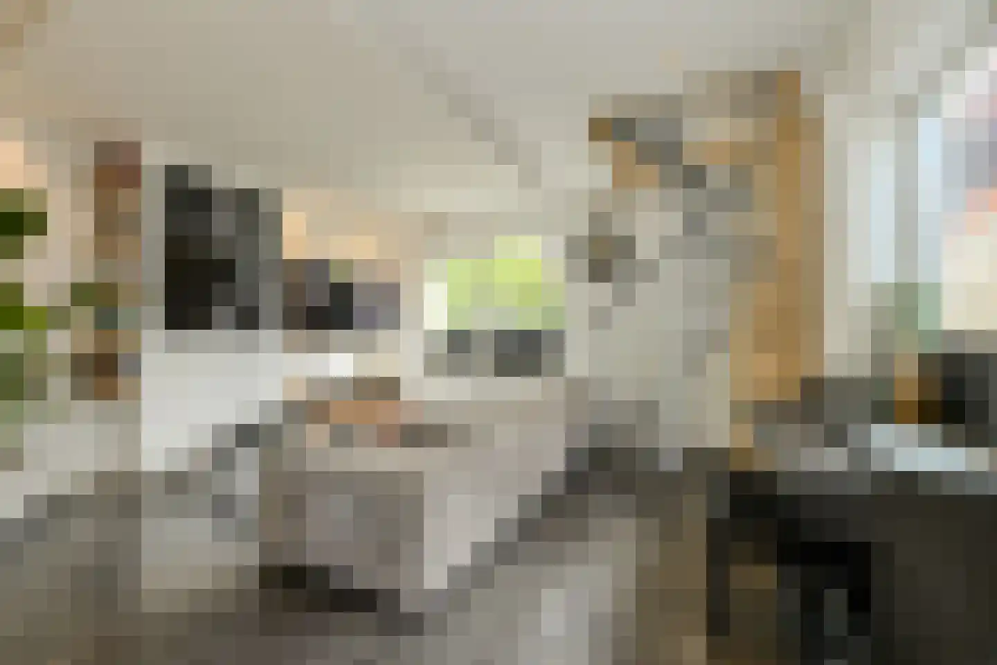 Zwanesteeg 8 Raamsdonksveer thumbnail 13