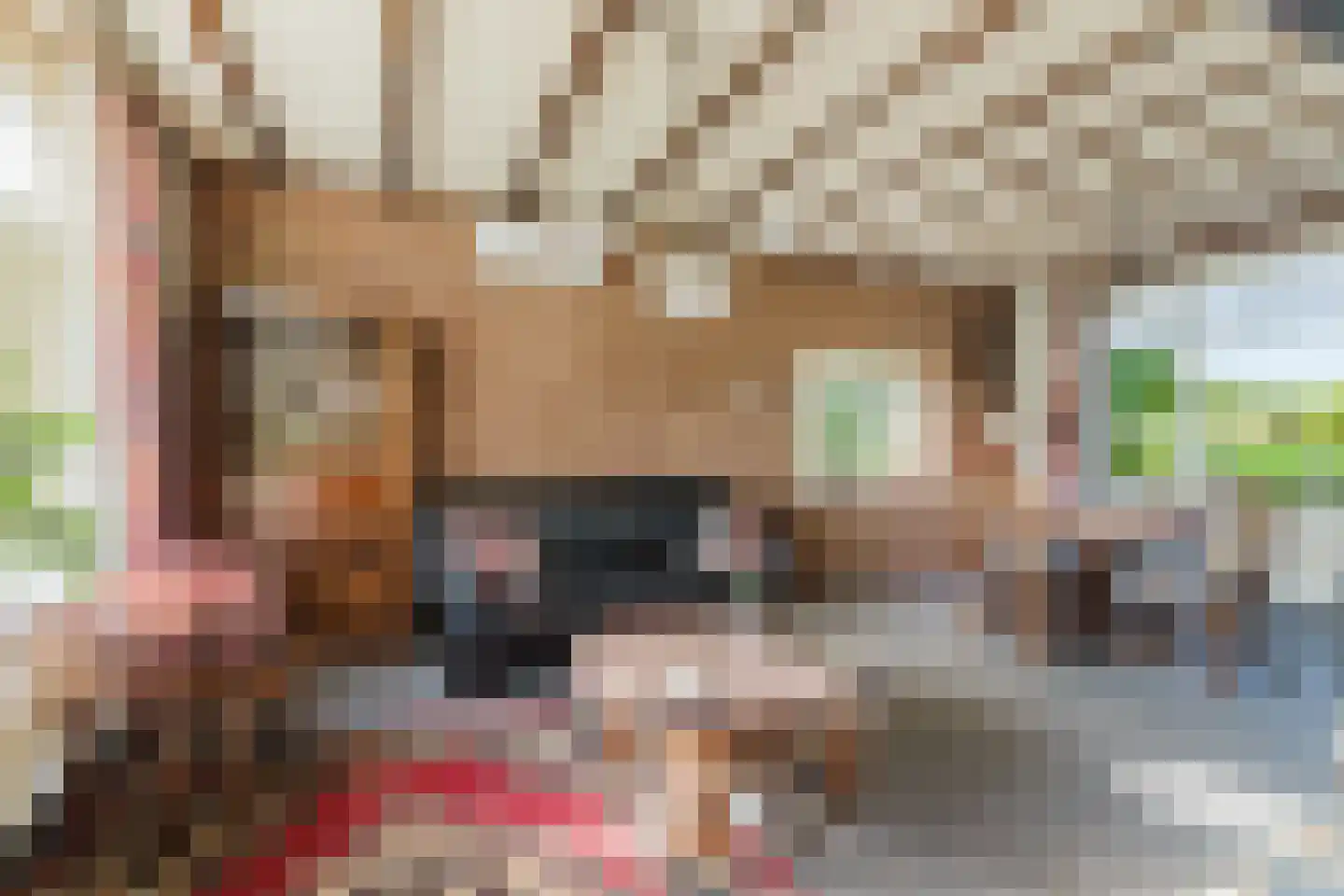 Zwart Moerken 2 Rijsbergen thumbnail 14