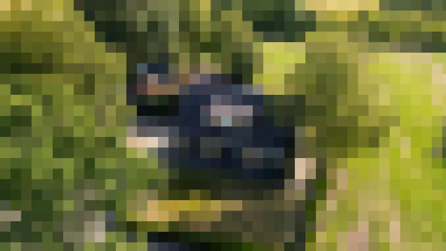 Zwart Moerken 2 Rijsbergen thumbnail 49