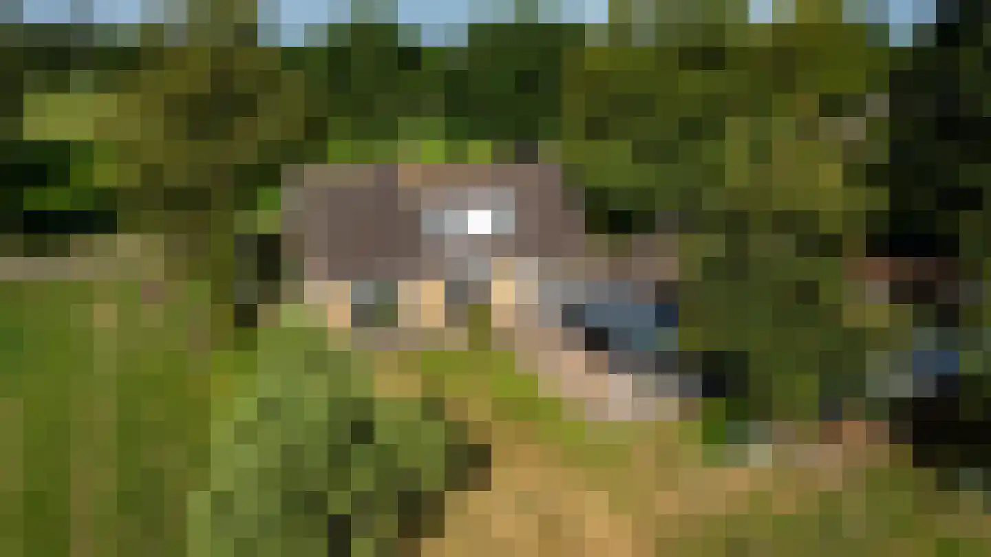 Zwart Moerken 2 Rijsbergen thumbnail 6