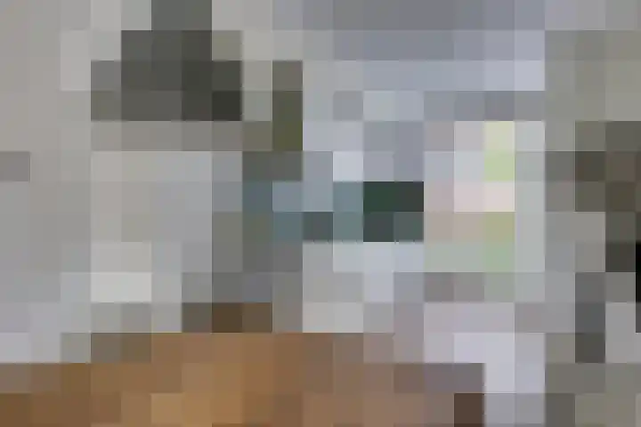 Zwartbont 14 Veldhoven thumbnail 11