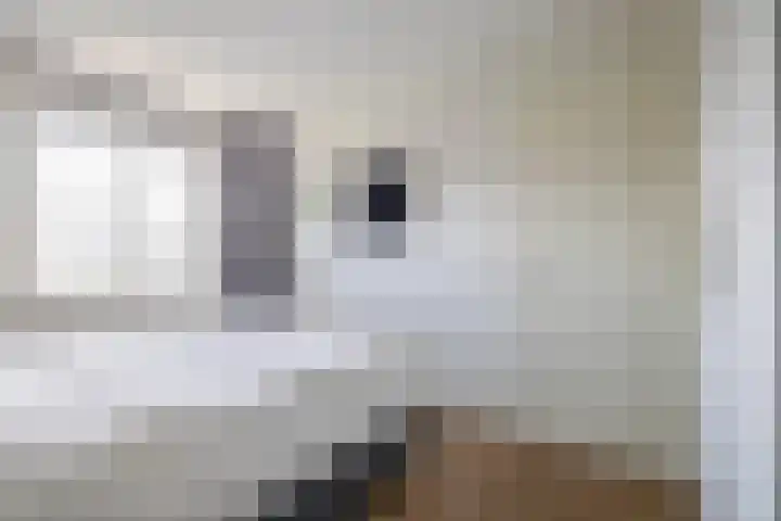 Zwartbont 18 Veldhoven thumbnail 20