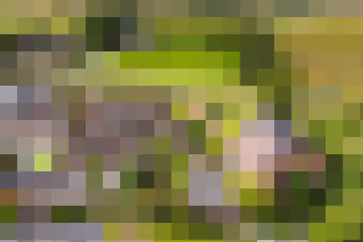 Zwarte Bergweg 13 Lieren thumbnail 5