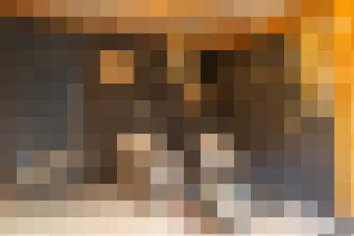 Zwarte Berk 18 Zundert thumbnail 39