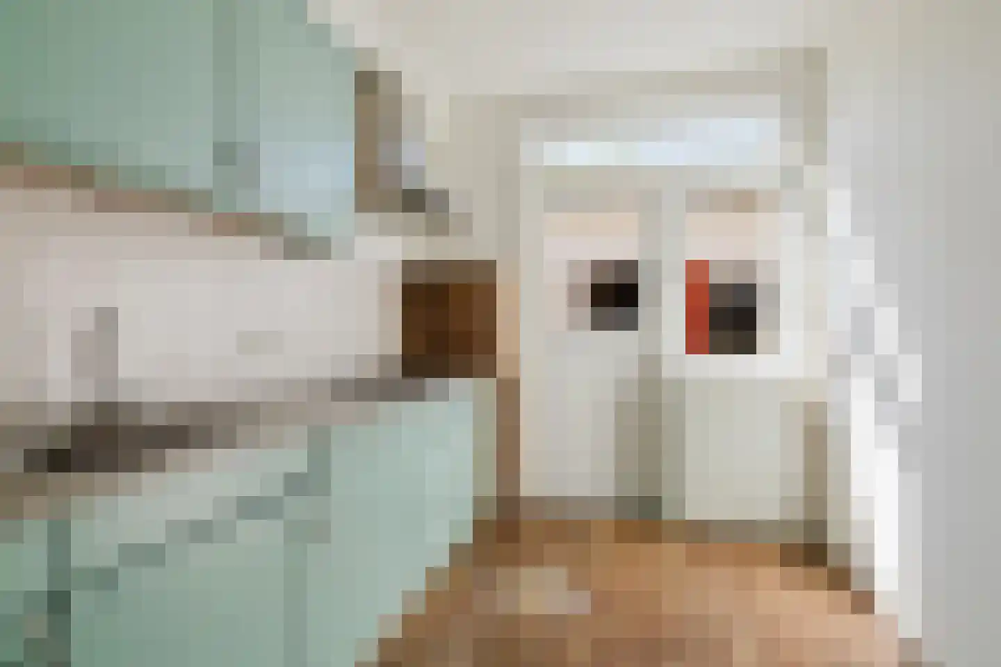 Zwarte Berk 4 Zundert thumbnail 10