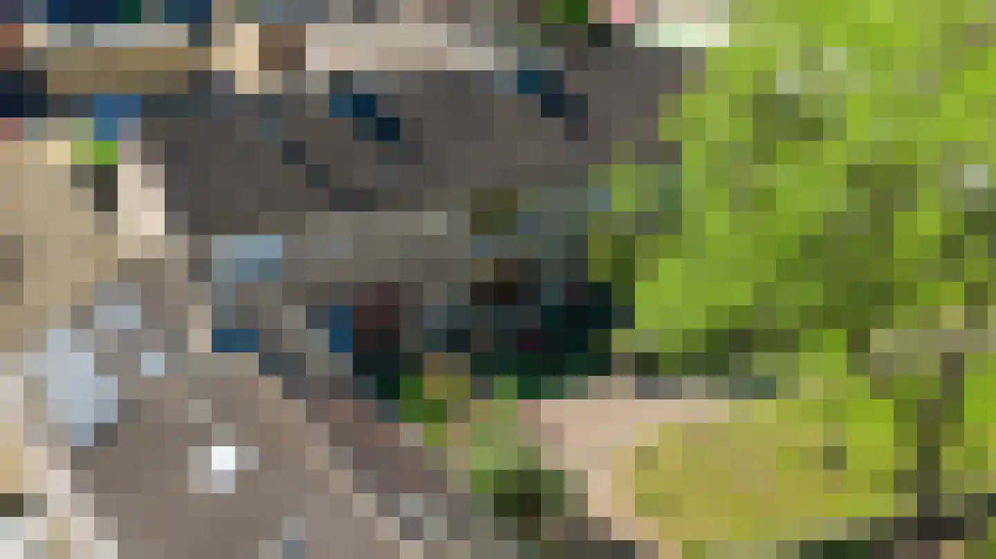 Zwarte Berk 4 Zundert thumbnail 37