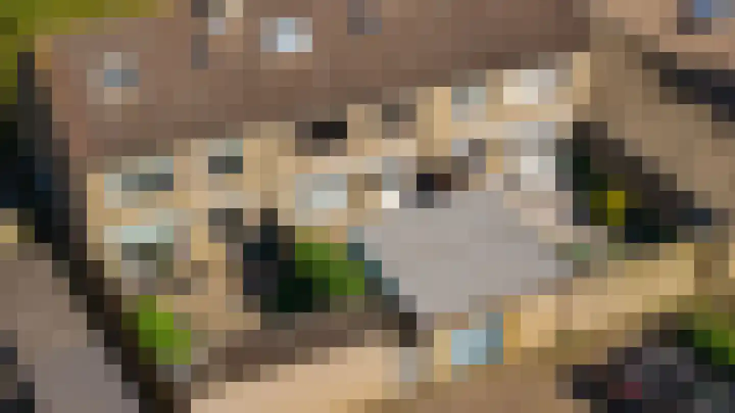 Zwarte Berk 4 Zundert thumbnail 41