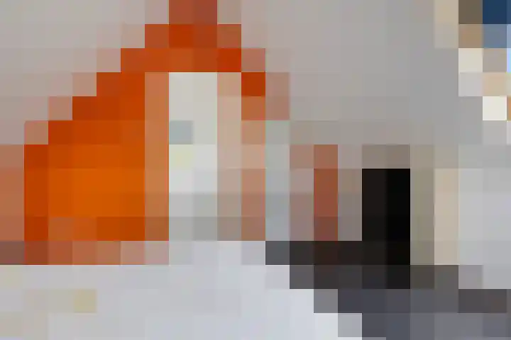 Zwarte Els 12 Leek thumbnail 40