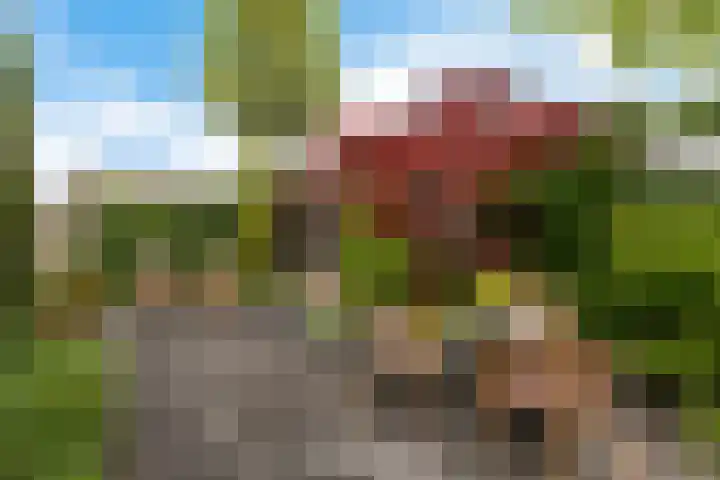 Zwarte Els 12 Leek thumbnail 43