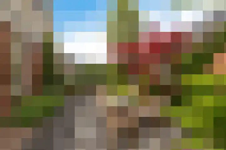 Zwarte Els 12 Leek thumbnail 44
