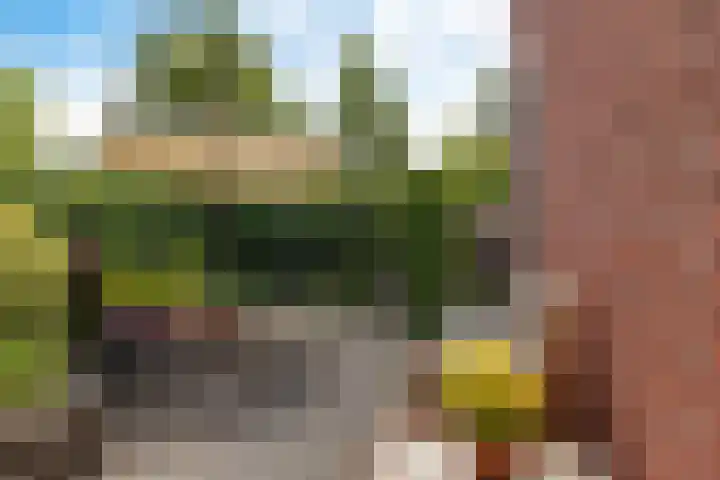 Zwarte Els 12 Leek thumbnail 45